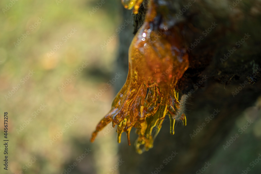 Resin on a cherry tree