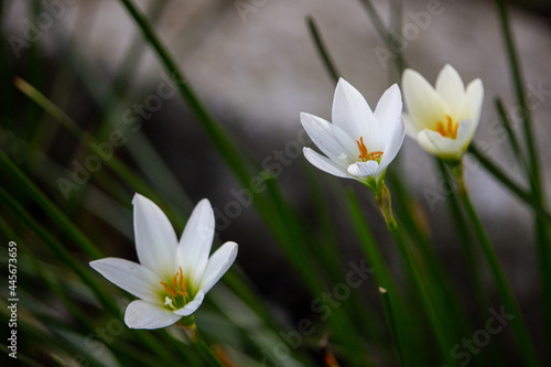 lily flower © AhsanjayaCorp