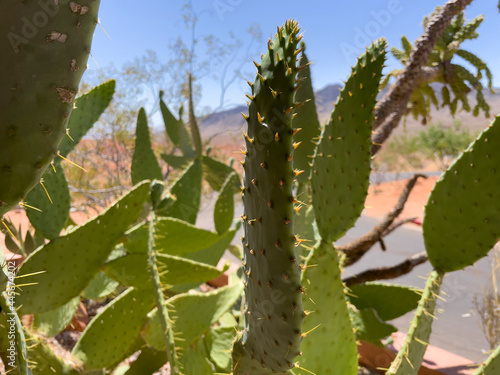 Many different kinds of cactus growing together in the desert photo