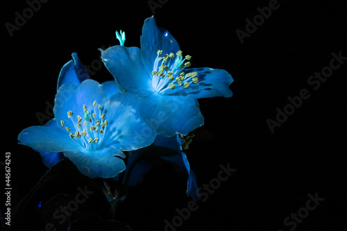 Fototapeta Naklejka Na Ścianę i Meble -  light blue flowers under ultraviolet light
