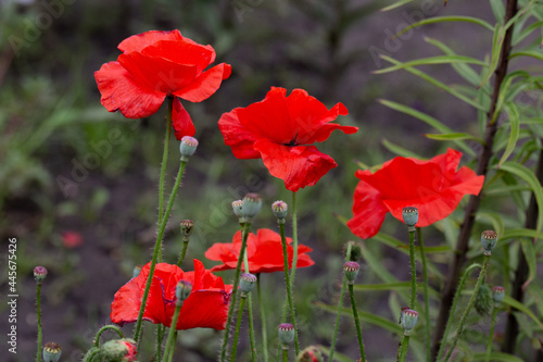 Blooming red poppy in the garden