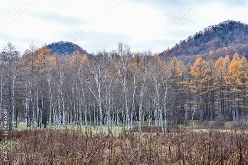 落葉した白樺とカラマツの黄葉のコラボ情景＠小田代ヶ原、栃木 © Scott Mirror