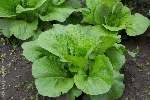 A plant of Peking cabbage pak choi or bok choi in the garden.