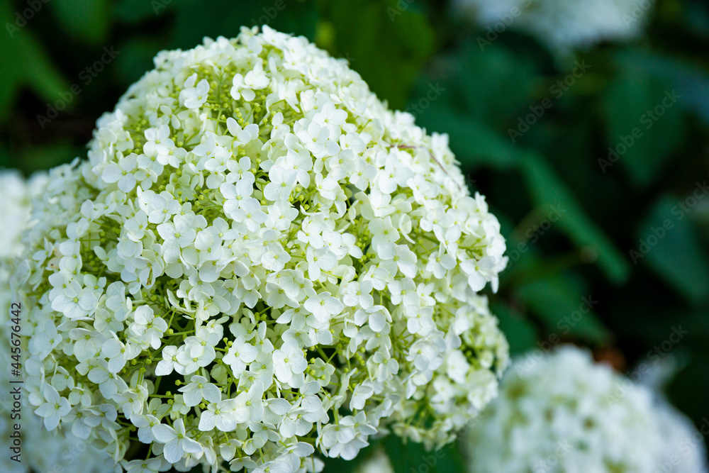 White hydrangea flowers in the garden close up. Beautiful summer flowers background White hydrangea flowers in the garden close up. Beautiful summer flowers background