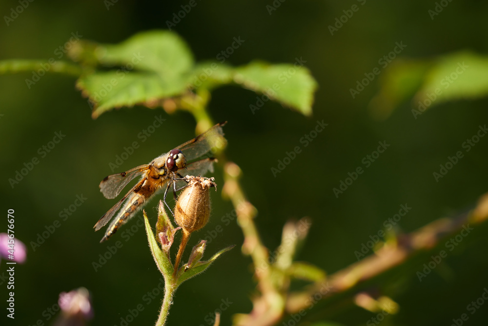 Four Spotted Chaser dragonfly perched on a bud Four Spotted Chaser dragonfly perched on a bud