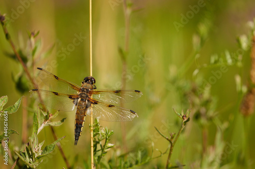 Close up of a Four Spotted Chaser dragonfly perched on a reed with delicate wings outstretched, set against a soft green background