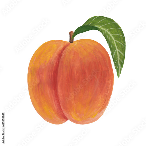 peach with stalk and leaf - hand drawn illustration of ripe sweet fruit isolated on white. whole realistic peach painted with gouache