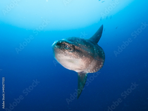 Hoodwinker sunfish in a blue water (Nusa Lembongan, Bali, Indonesia) photo