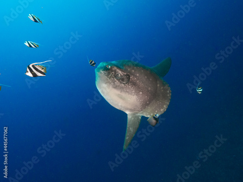 Tableau sur toile Hoodwinker sunfish with Bannerfish and Angelfish (Nusa Lembongan, Bali, Indonesi