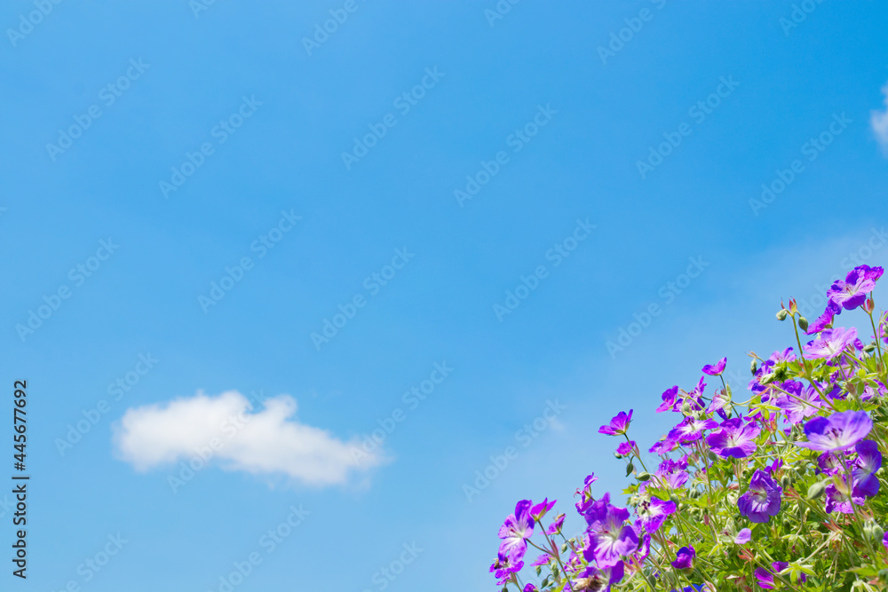 In spring, beautiful purple flowers bloom under the blue sky. In spring, beautiful purple flowers bloom under the blue sky.