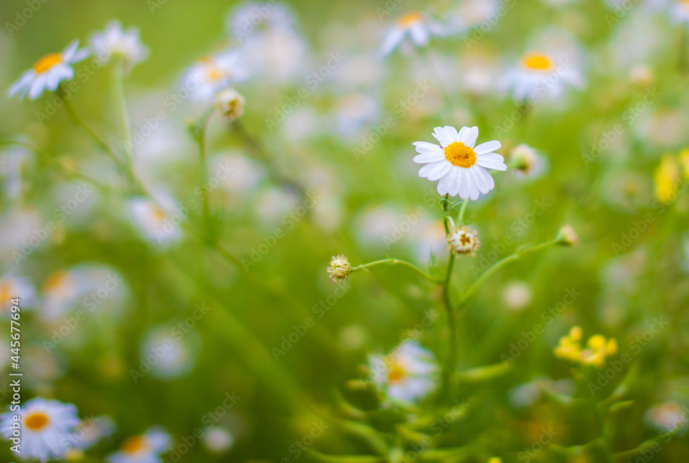 Beautiful background of many blooming daisies field. Chamomile grass close-up. Beautiful meadow in springtime full of flowering daisies with white yellow blossom and green grass Beautiful background of many blooming daisies field. Chamomile grass close-up. Beautiful meadow in springtime full of flowering daisies with white yellow blossom and green grass