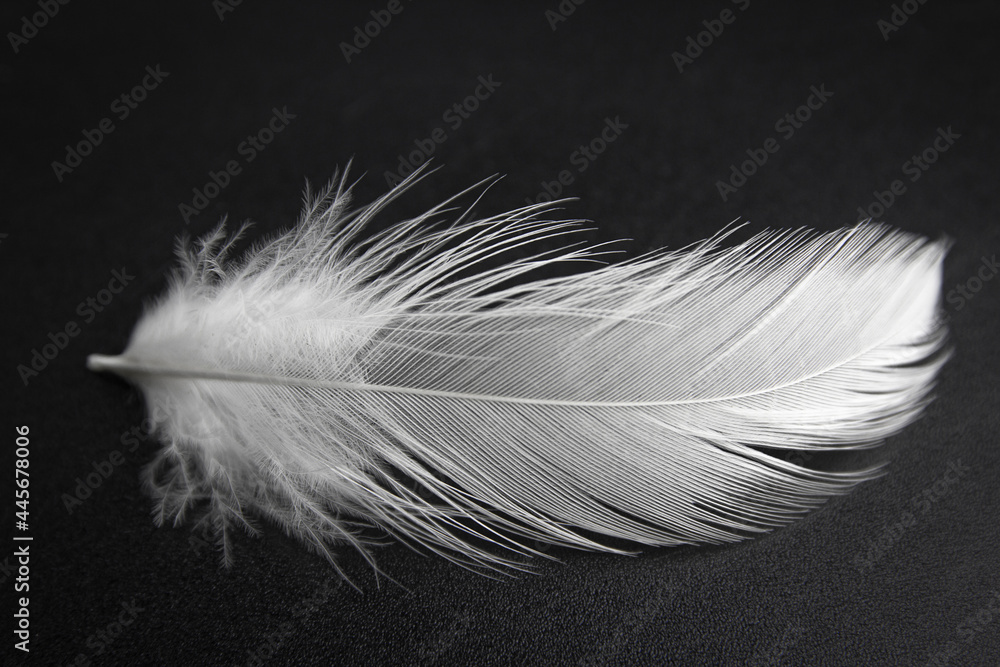 White Bird Feather on Black Background.