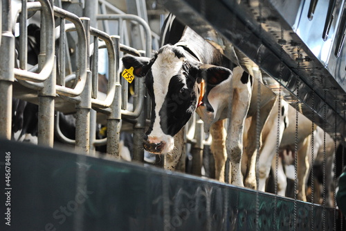 Cows are standing in a stall on the territory of a farm and a dairy plant. photo