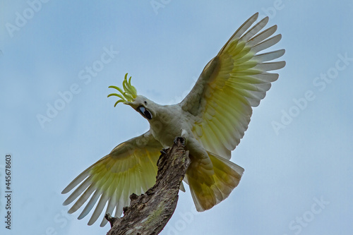 Sulphur-crested Cockatoo with wings spread photo