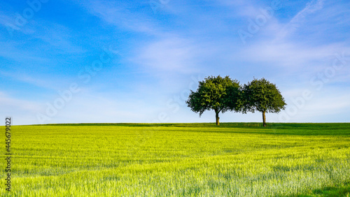 Under the blue sky and white clouds, two trees grow in the vast, green wheat field