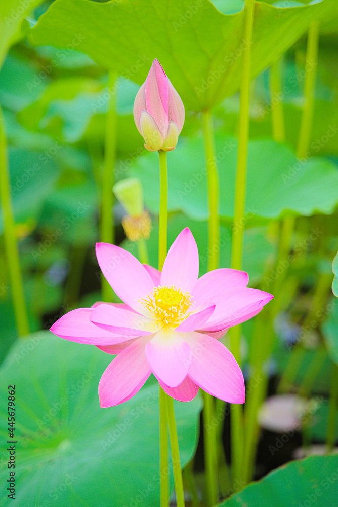 Close up of a blooming pink lotus and a flower bud in a lotus pond, with green lotus leaves as the background