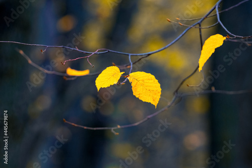 Yellow leaves on a tree branch in the forest on a dark background