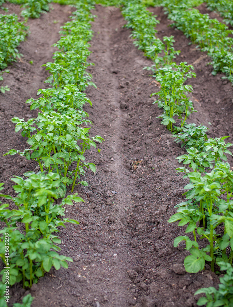 Rows of potatoes in the home garden. Preparation for harvesting. potato plants in rows on a kitchengarden farm springtime with sunshine. Green field of potato crops in a row. Growing of potato. Rows of potatoes in the home garden. Preparation for harvesting. potato plants in rows on a kitchengarden farm springtime with sunshine. Green field of potato crops in a row. Growing of potato.
