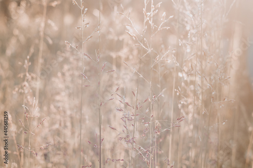 Beige spikelets of grass in summer are illuminated by sunlight in a meadow in nature