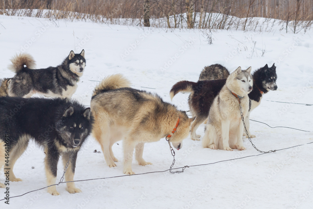 Husky dogs are tied on leashes in winter waiting for a trip in the snow on