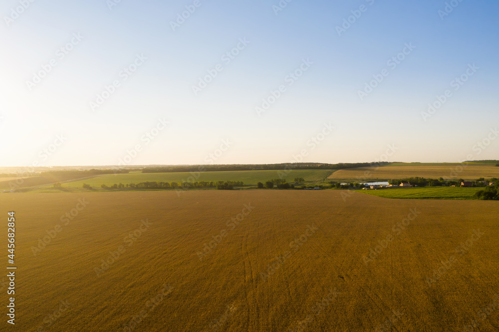 Ripe wheat field at sunset. Aerial view