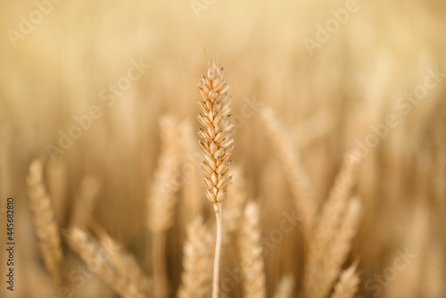 Ripe wheat spike close-up in the yellow wheat field  wheat harvest summer agricultural background