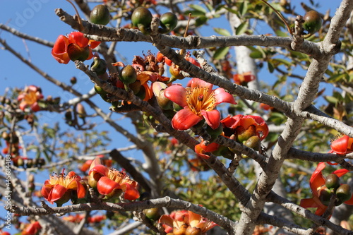 Blooming cotton tree (Bombax ceiba, Malabar silk-cotton tree) with red-yellow flowers 