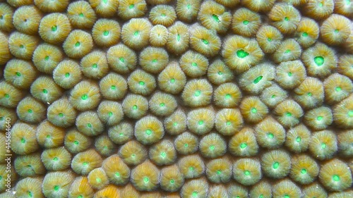 Close up of great star coral, Montastraea cavernosa, underwater in the Caribbean sea photo