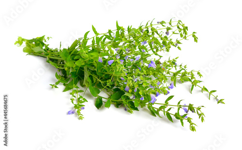 Scutellaria galericulata, the common skullcap, marsh skullcap or hooded skullcap. Isolated on white background