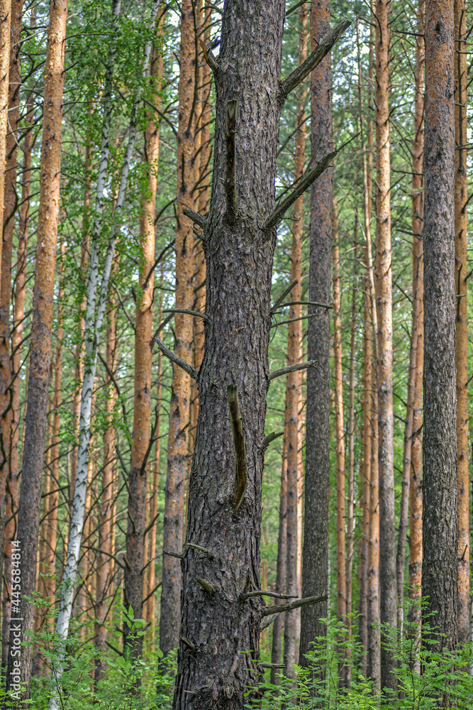 Obraz premium A fragment of a pine trunk in a forest thicket close-up