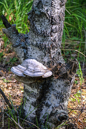 Forest mushroom on a birch tree close-up