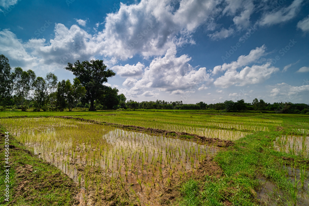 Obraz premium Reisfeld mit Setzlingen