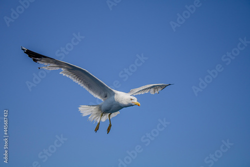 Seagull flying near the ferry in Greece