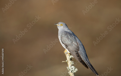 Common Cuckoo perched on a tree branch