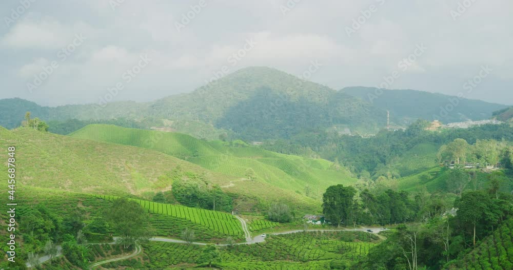 The BOH Tea Plantation in Cameron Highlands, Malaysia The BOH Tea Plantation in Cameron Highlands, Malaysia