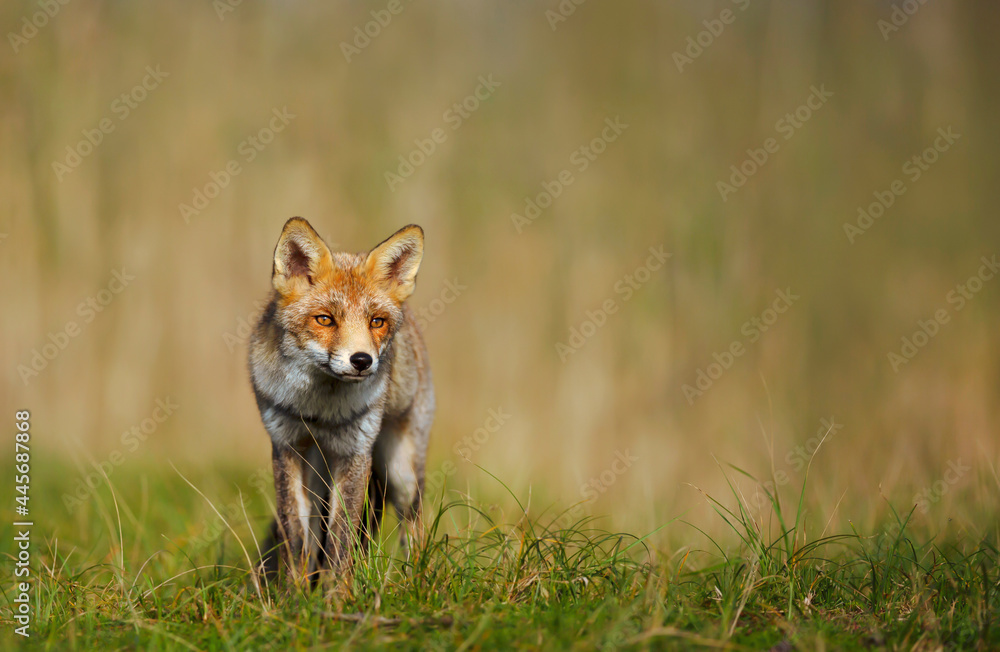 Close up of a Red fox standing in the field of grass Close up of a Red fox standing in the field of grass