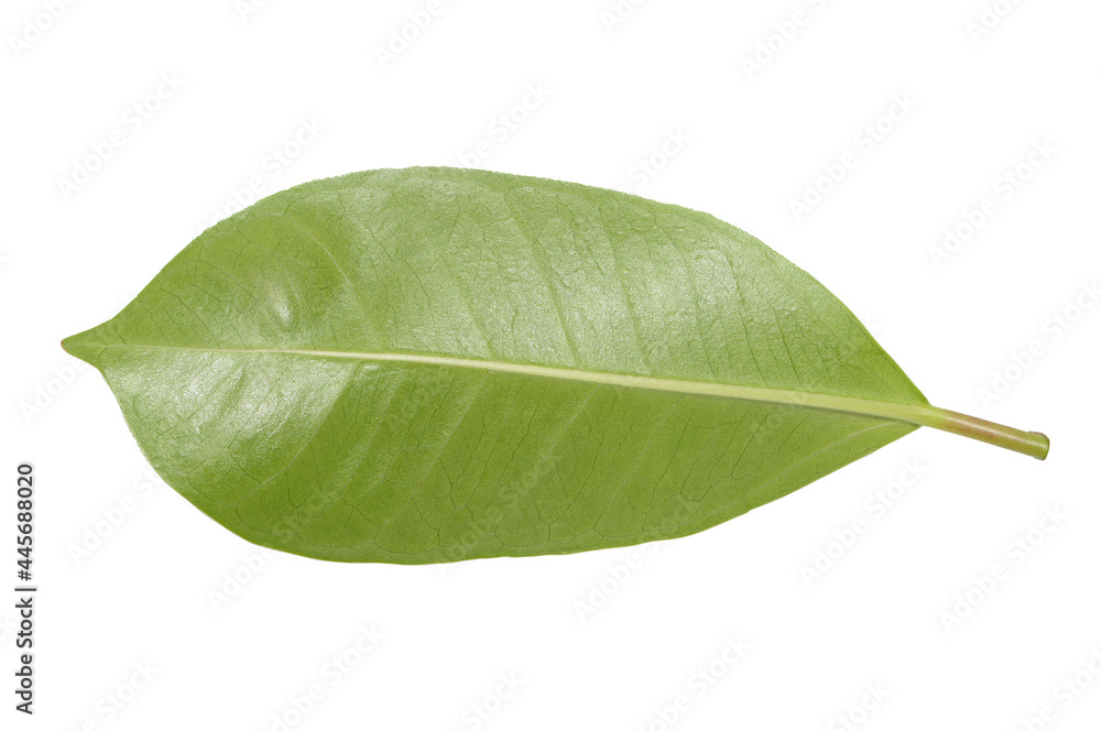 Obraz premium green leaf isolated on white background