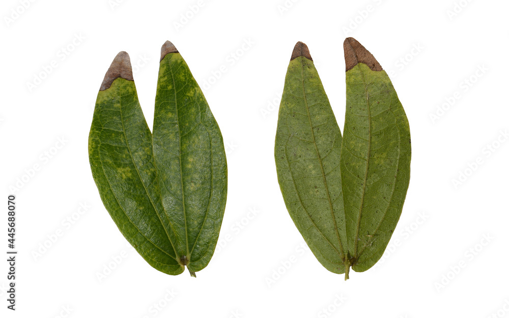 Obraz premium green leaves isolated on white background