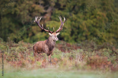 Close up of a red deer stag in autumn