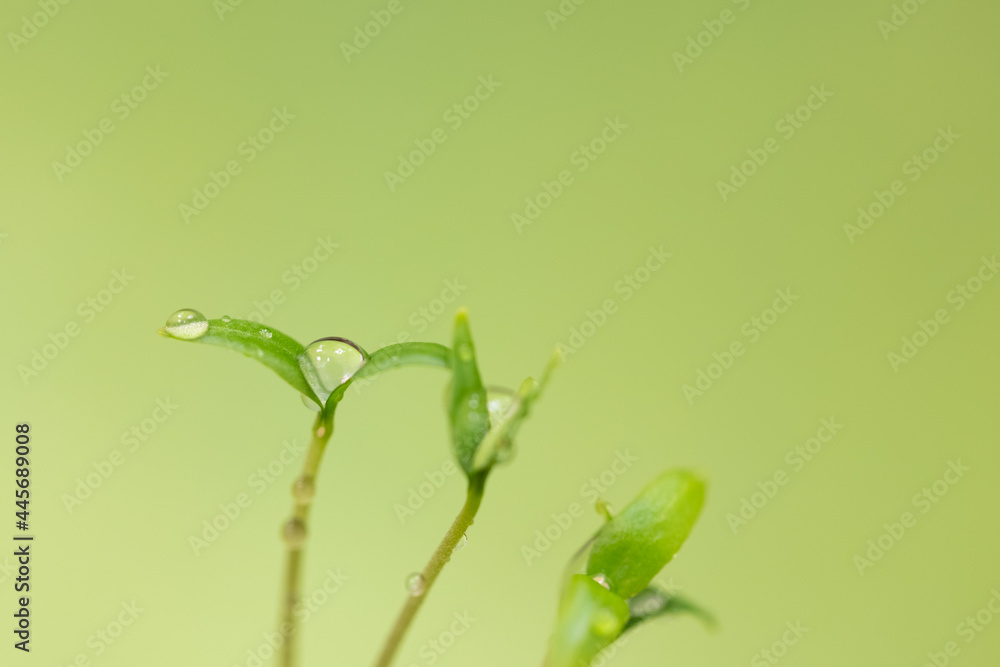 Grass green background with young sprout, leaves, or seedling in spring time or summer in garden, Closeup. Nature greenery environment ecology wallpaper, agriculture planting with water or dew drops Grass green background with young sprout, leaves, or seedling in spring time or summer in garden, Closeup. Nature greenery environment ecology wallpaper, agriculture planting with water or dew drops