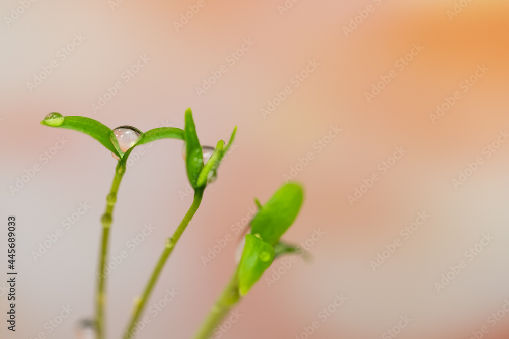 pinky rosy red background with young sprout, leaves, seedling in spring time or summer in garden, Closeup. Nature greenery environment ecology wallpaper, agriculture planting with water or dew drops pinky rosy red background with young sprout, leaves, seedling in spring time or summer in garden, Closeup. Nature greenery environment ecology wallpaper, agriculture planting with water or dew drops