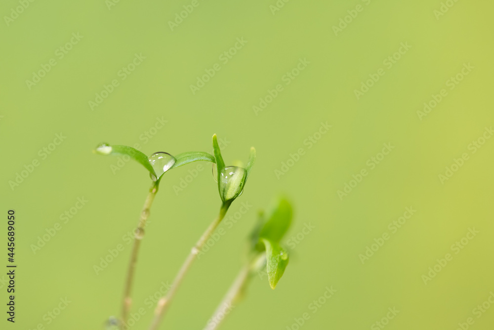 Grass green background with young sprout, leaves, or seedling in spring time or summer in garden, Closeup. Nature greenery environment ecology wallpaper, agriculture planting with water or dew drops Grass green background with young sprout, leaves, or seedling in spring time or summer in garden, Closeup. Nature greenery environment ecology wallpaper, agriculture planting with water or dew drops