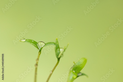 Grass green background with young sprout, leaves, or seedling in spring time or summer in garden, Closeup. Nature greenery environment ecology wallpaper, agriculture planting with water or dew drops