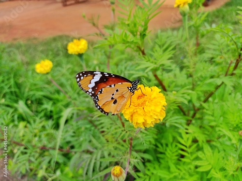 Selective focus background blour selective focus on subject butterfly on the flower photo