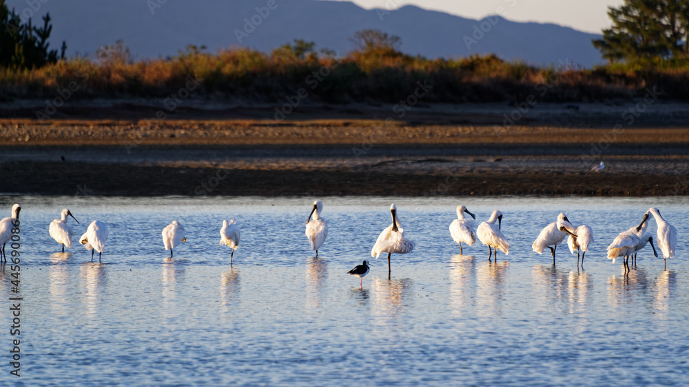 Royal spoonbills resting and preening on the tidal flats