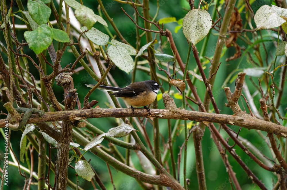 A New Zealand fantails sits on a branch, it has just eaten an insect A New Zealand fantails sits on a branch, it has just eaten an insect