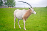 Scimitar-horned oryx on the grass