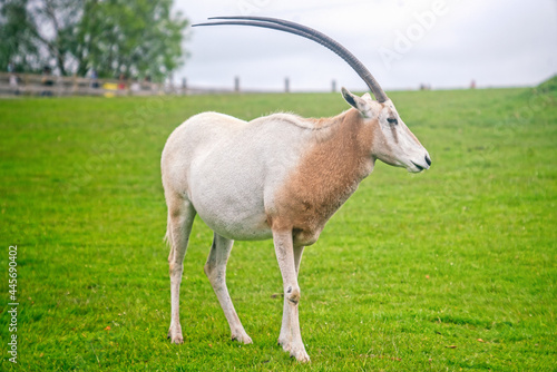 Scimitar-horned oryx on the grass photo