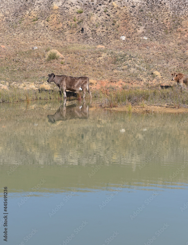 Cattle seen standing in water at dam Cattle seen standing in water at dam