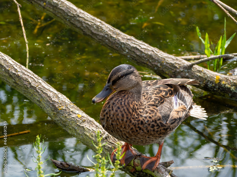 Fototapeta premium A wild duck sits on a snag in a pond. Close up.